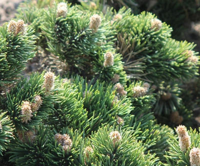 Pinus mugo 'Jakobsen'