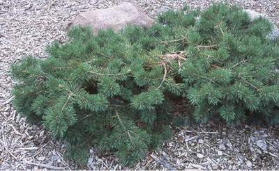 Pinus sylvestris 'Hillside Creeper'