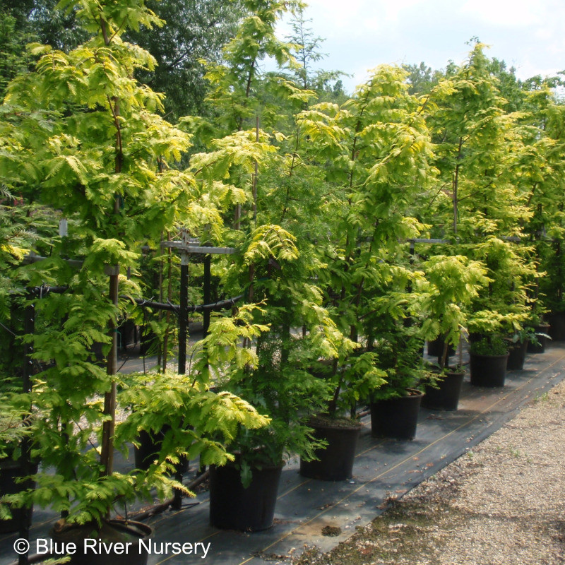 metasequoia goldrush