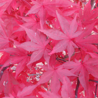 Acer palmatum 'Fireglow' 1