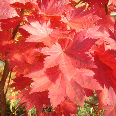 Acer pseudosieboldianum