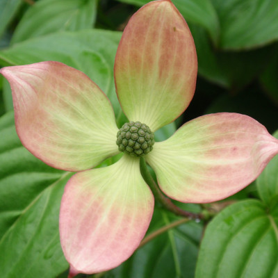 Cornus kousa 'Satomi'