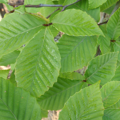 Fagus grandifolia