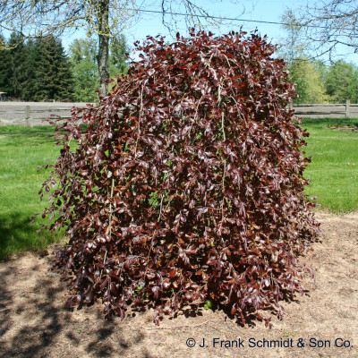 Fagus sylvatica 'Purple Fountain'