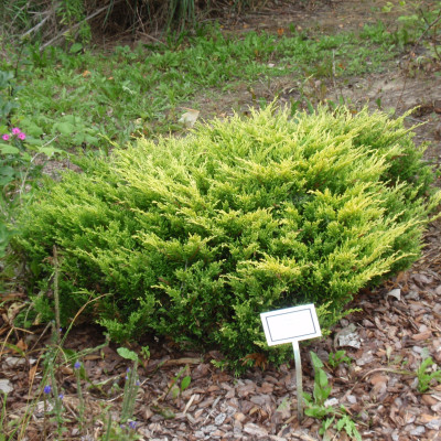 Juniperus horizontalis 'Limeglow'