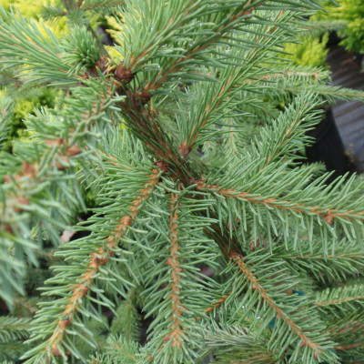 Picea abies ‘Rubra Spicata’