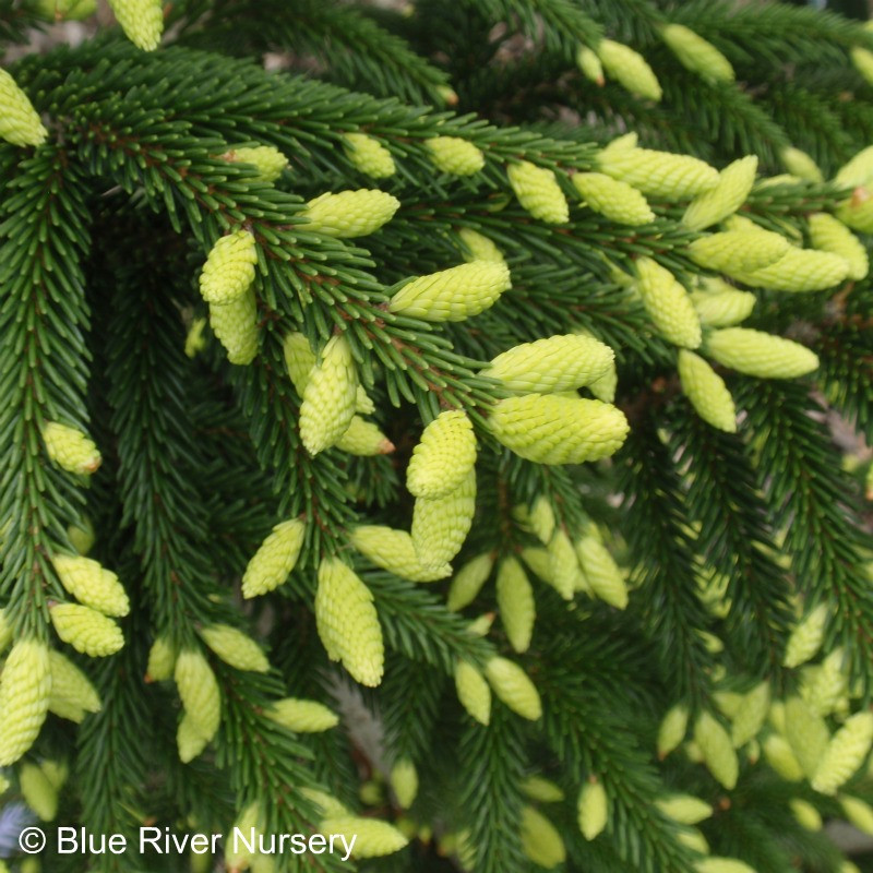 Picea Orientalis Early Gold