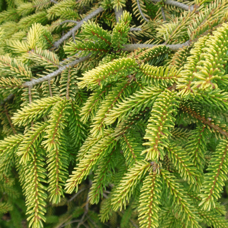 Picea Orientalis Skylands