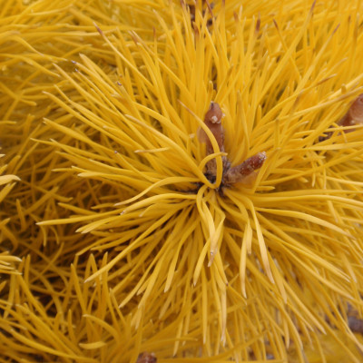Pinus contorta 'Chief Joseph' 2 gallon