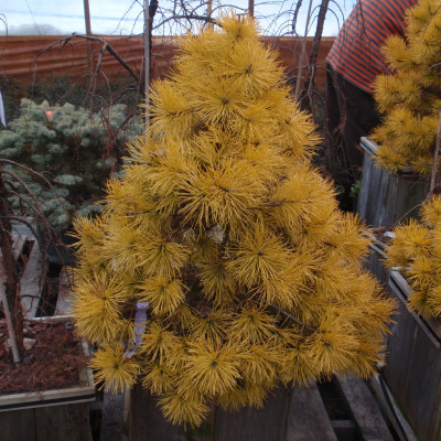 Pinus contorta 'Chief Joseph' 1