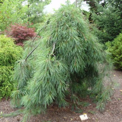Pinus strobus 'Pendula'