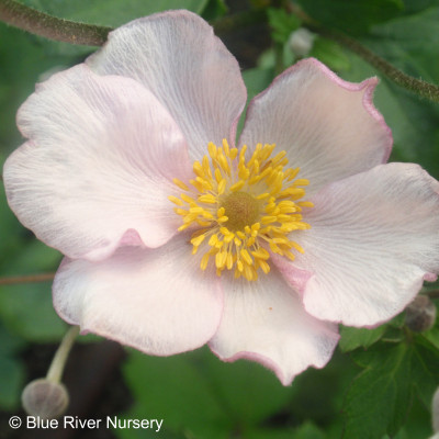 Anemone hupehensis 'Pink Saucer'