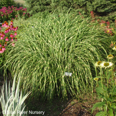 Miscanthus sinensis 'Little Zebra'
