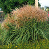 Photograph courtesy of Walters Gardens, Inc.