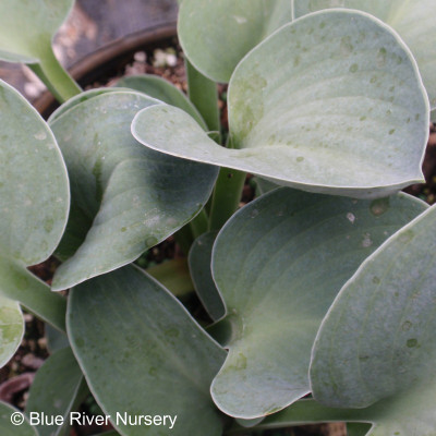 Hosta 'Blue Mouse Ears'