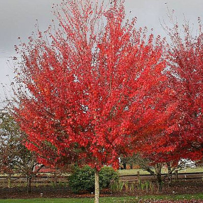Acer rubrum 'Sun Valley'