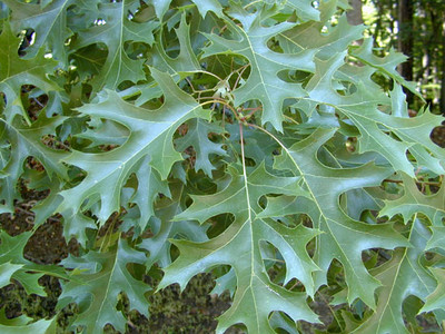 Quercus coccinea