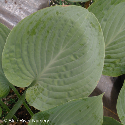 Hosta 'Blue Hawaii'