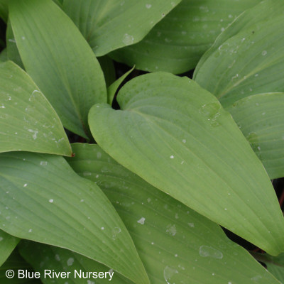 Hosta 'Red October'