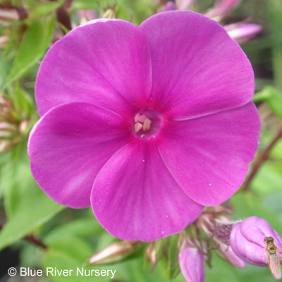 Phlox paniculata 'Purple Flame'