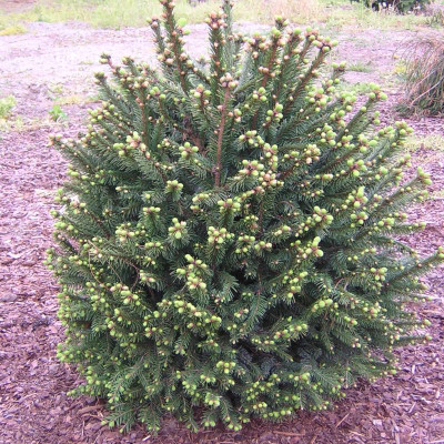 Picea abies 'Clanbrassiliana Stricta'