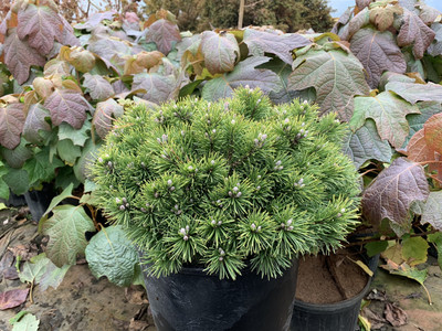 Pinus mugo 'Valley Cushion'