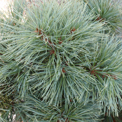 Pinus parviflora 'Goldilocks'