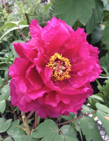 Paeonia suffruticosa 'Shimadaijin'