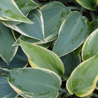 Hosta 'First Frost'
