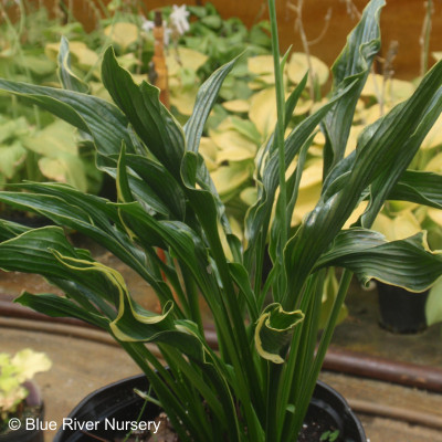 Hosta 'Praying Hands'