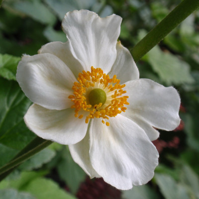 Anemone x hybrida 'Honorine Jobert'