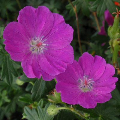 Geranium sanguineum 'Max Frei'