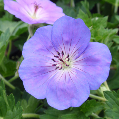 Geranium x 'Rozanne'