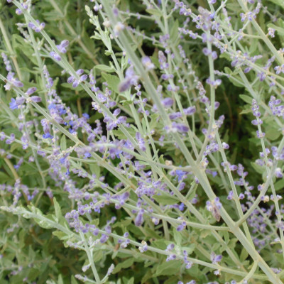 Perovskia atriplicifolia 'Little Spires'