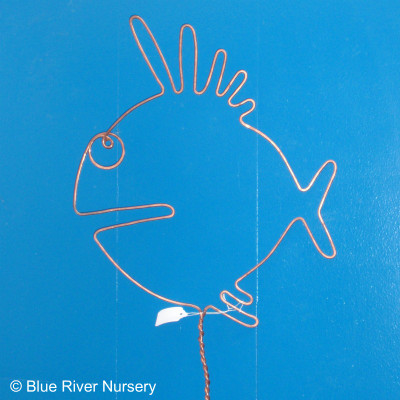 Wire Blowfish