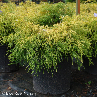 Chamaecyparis pisifera 'Mops'