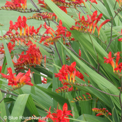 Crocosmia 'Lucifer'