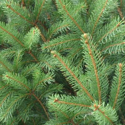 Picea abies 'Cupressina'