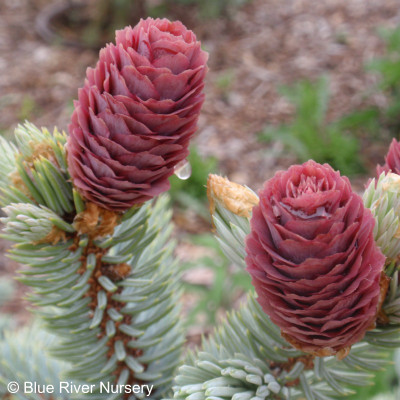 Picea pungens 'Hoopsi'