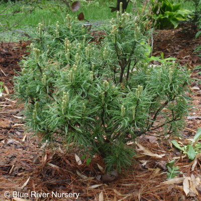 Pinus strobus 'Vercurve'