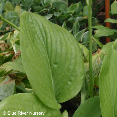 Hosta 'T-Rex'