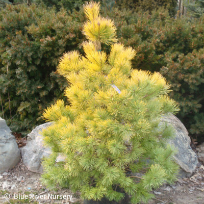 Pinus sylvestris 'Aurea'