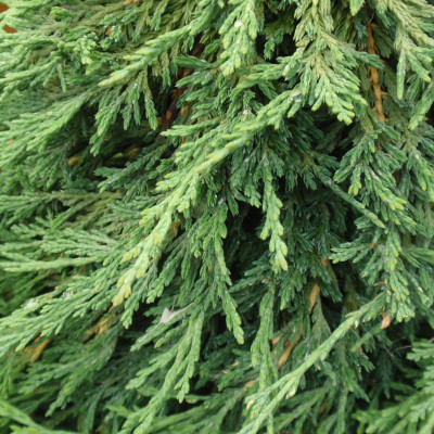 Juniperus horizontalis 'Pancake'