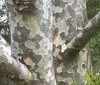 This is some of the most beautiful Bark we have ever seen!