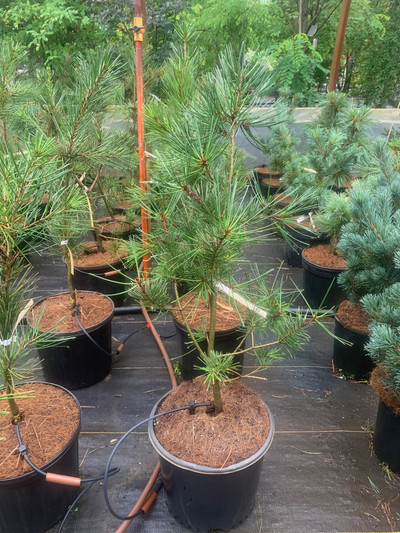 Pinus bungeana 'Silver Ghost'
