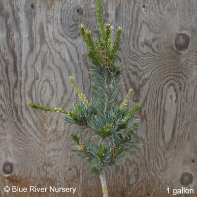 Pinus parviflora 'Bonnie Bergman'