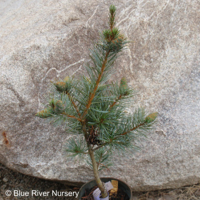 Pinus parviflora 'Early Cones'