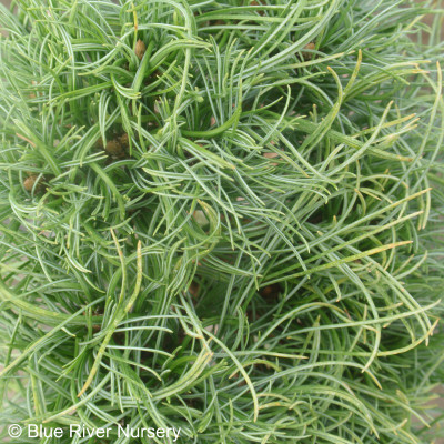 Pinus strobus 'Tiny Kurls'