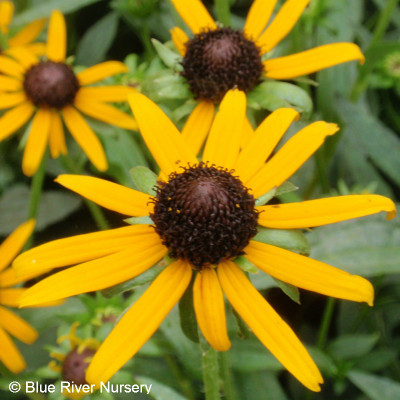Rudbeckia fulgida var. sullivantii 'Little Goldstar'