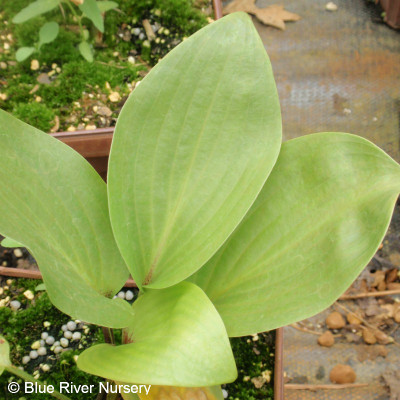 Hosta 'Purple Heart'